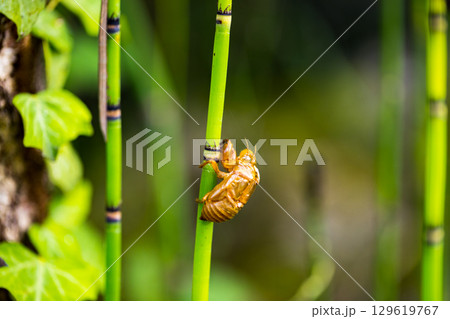埼玉県皆野町 ムクゲ自然公園 セミの抜け殻 埼玉県皆野町 ムクゲ自然公園 セミの抜け殻 129619767