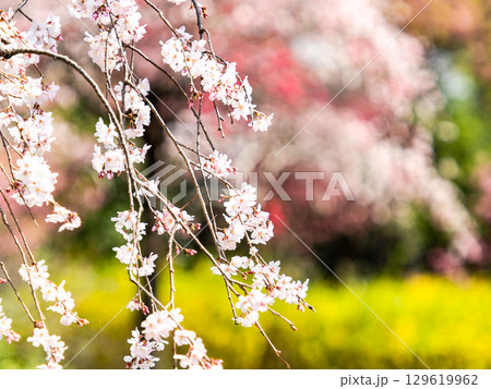 春の日差しを浴びて輝く満開の趣ある枝垂桜 129619962