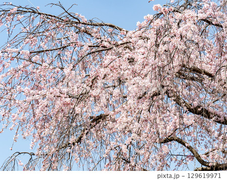 春の日差しを浴びて輝く満開の趣ある枝垂桜 春の日差しを浴びて輝く満開の趣ある枝垂桜 129619971