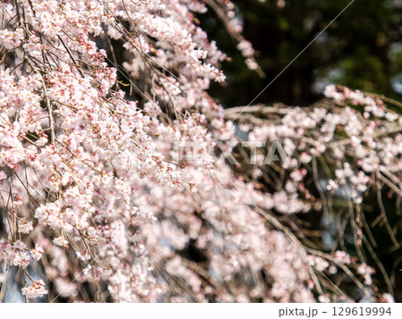 春の日差しを浴びて輝く満開の趣ある枝垂桜 129619994