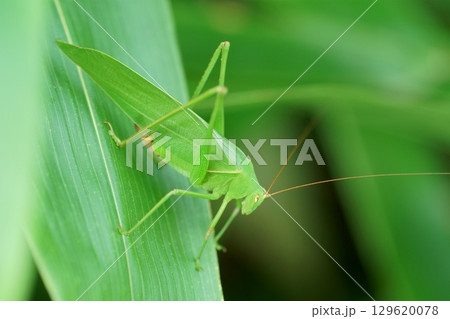 サトクダマキモドキ サトクダマキモドキ 129620078