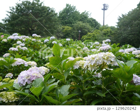 相模原北公園（あじさいの名所） 129620242