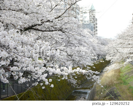 乞田川の桜　多摩センター山王橋付近 129620252