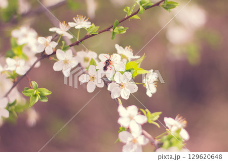 Spring blossom background. Beautiful nature scene with blooming. Spring flowers in orchard. Abstract blurred background. 129620648