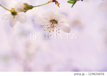 Spring blossom background. Beautiful nature scene with blooming. Spring flowers in orchard. Abstract blurred background. Spring blossom background. Beautiful nature scene with blooming. Spring flowers in orchard. Abstract blurred background. 129620656