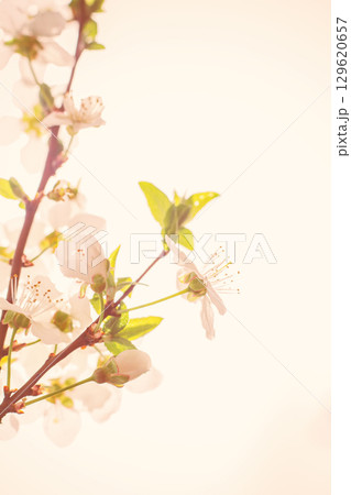 Apricot branch with white flowers. Beautiful nature scene with blooming. Flowering trees in spring. Spring blossom background. 129620657