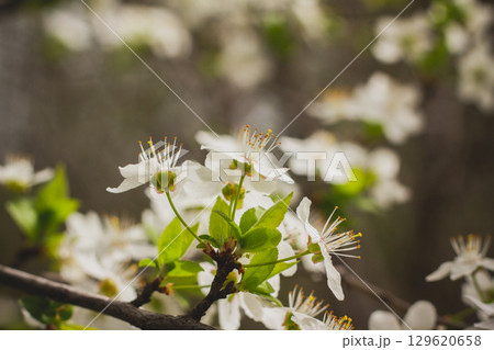 Spring blossom background. Beautiful nature scene with blooming. Spring flowers in orchard. Abstract blurred background. 129620658