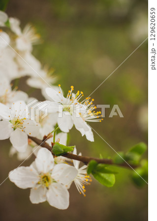 Spring blossom background. Beautiful nature scene with blooming. Spring flowers in orchard. Abstract blurred background. 129620659