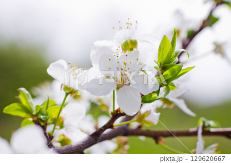 Spring blossom background. Beautiful nature scene with blooming. Spring flowers in orchard. Abstract blurred background. Spring blossom background. Beautiful nature scene with blooming. Spring flowers in orchard. Abstract blurred background. 129620667