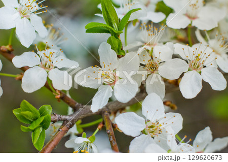 Spring blossom background. Beautiful nature scene with blooming. Spring flowers in orchard. Abstract blurred background. 129620673