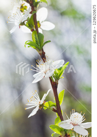 Spring blossom background. Beautiful nature scene with blooming. Spring flowers in orchard. Abstract blurred background. Spring blossom background. Beautiful nature scene with blooming. Spring flowers in orchard. Abstract blurred background. 129620675