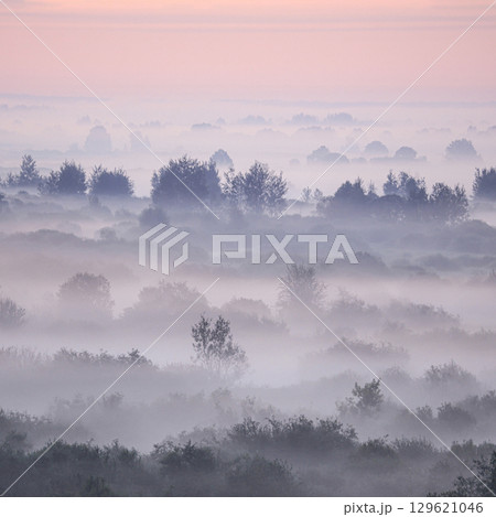 silhouettes of trees against a thick foggy backdrop 129621046