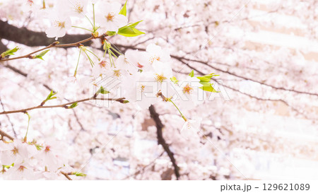 桜の花のある風景写真 都会の花見イメージ 桜の花のある風景写真 都会の花見イメージ 129621089