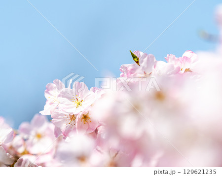 春の陽射しを浴びる満開の淡いピンク色のジンダイアケボノ桜 春の陽射しを浴びる満開の淡いピンク色のジンダイアケボノ桜 129621235