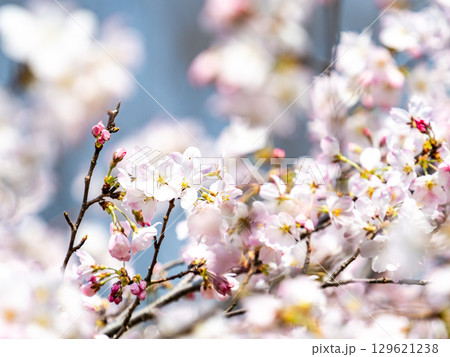 春の陽射しを浴びる満開の淡いピンク色のジンダイアケボノ桜 129621238