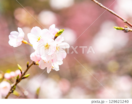 春の陽射しを浴びる満開の淡いピンク色のジンダイアケボノ桜 春の陽射しを浴びる満開の淡いピンク色のジンダイアケボノ桜 129621240