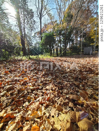 落ち葉が降り積もった公園 落ち葉が降り積もった公園 129621261