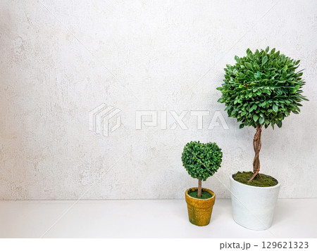 白い壁に並ぶ植物 白い壁に並ぶ植物 129621323