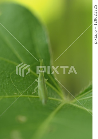 バッタの子供と朝顔の葉 129621525