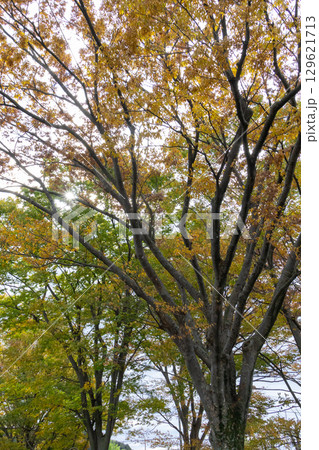 紅葉したケヤキの大木 紅葉したケヤキの大木 129621713