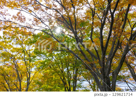 紅葉したケヤキの大木 紅葉したケヤキの大木 129621714