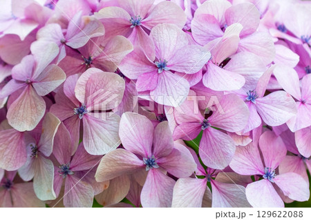 Close-up of delicate pink hydrangea flowers blooming in the garden Close-up of delicate pink hydrangea flowers blooming in the garden 129622088