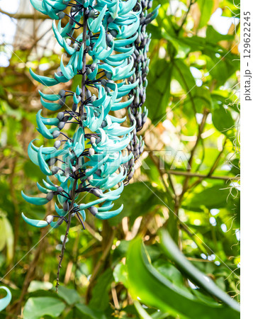 エメラルド色の美しいヒスイカズラ 129622245