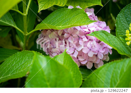 Close-up of a beautiful pink hydrangea flower with soft, pastel tones and delicate petals. 129622247