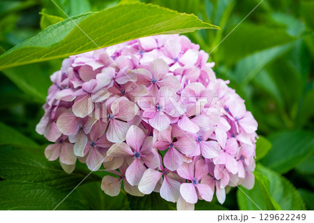 Close-up of a vibrant pink hydrangea flower with green leaves 129622249