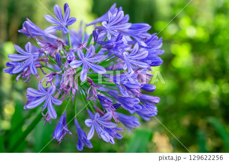 Vibrant Blue Agapanthus Flower Blooming in a Garden Vibrant Blue Agapanthus Flower Blooming in a Garden 129622256