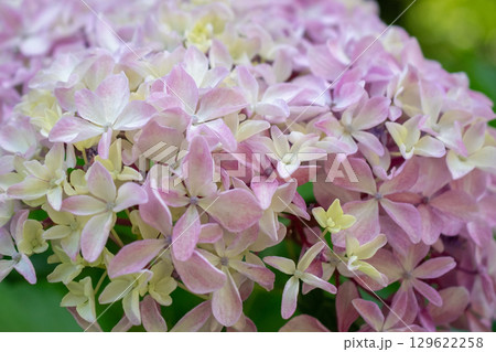 Soft Pink Hydrangea Blossom in Green Foliage Soft Pink Hydrangea Blossom in Green Foliage 129622258