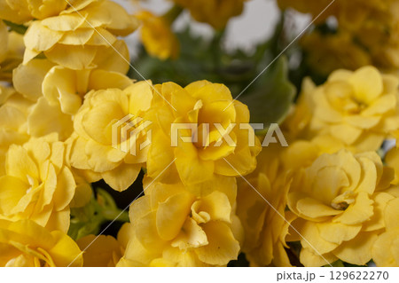 Closeup of yellow orange kalanchoe flowers. Houseplant care. Kalanchoe blossfeldiana. 129622270