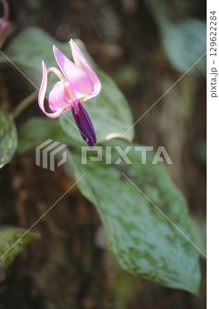 カタクリ 129622284