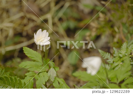 キクザキイチゲ 129622289