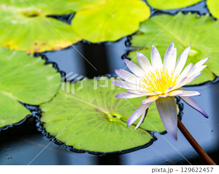 水辺を彩るカラフルな美しい熱帯スイレン 129622457