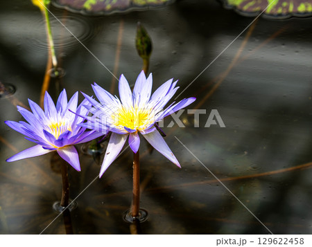 水辺を彩るカラフルな美しい熱帯スイレン 129622458