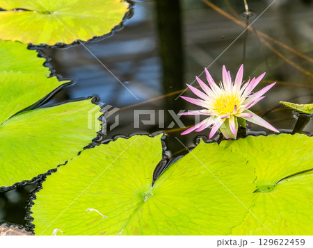 水辺を彩るカラフルな美しい熱帯スイレン 129622459