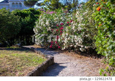 Pathway through a blooming garden under sunlight Pathway through a blooming garden under sunlight 129622478