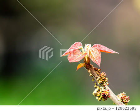 雑木林の春　春の陽を浴びる新緑の美しい若葉 129622695
