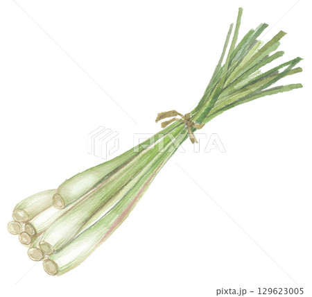 水彩で描いたレモングラス 129623005