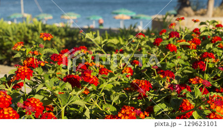 Flowers of Rhodes Flowers of Rhodes 129623101