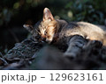 夕日を浴びて気持ちよさそうに寝てるキジトラ柄の野良猫 129623161