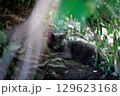 茂みで舌なめずりしてるグレーの毛並みの野良猫 129623168