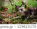 トキワマンサクとベンガル模様とぶち猫柄の野良猫 129623170