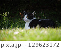 日陰で休んでるハチワレ柄の野良猫と夏の日差し 129623172