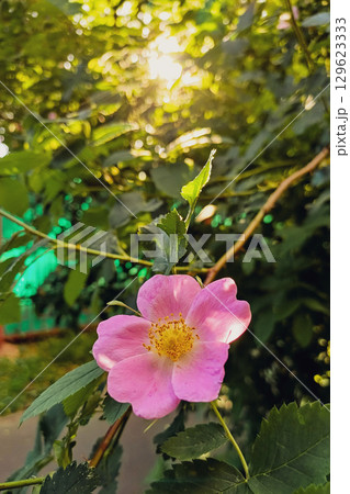 Pink flower on a rosehip bush Pink flower on a rosehip bush 129623333
