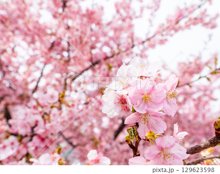 春の訪れ 美しく満開に咲き誇る河津桜 春の訪れ 美しく満開に咲き誇る河津桜 129623598