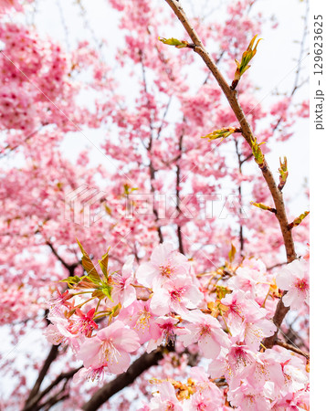 春の訪れ　美しく満開に咲き誇る河津桜 129623625