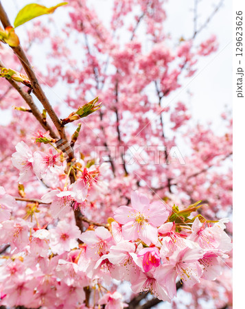 春の訪れ　美しく満開に咲き誇る河津桜 129623626