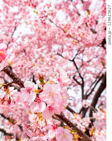 春の訪れ　美しく満開に咲き誇る河津桜 129623627